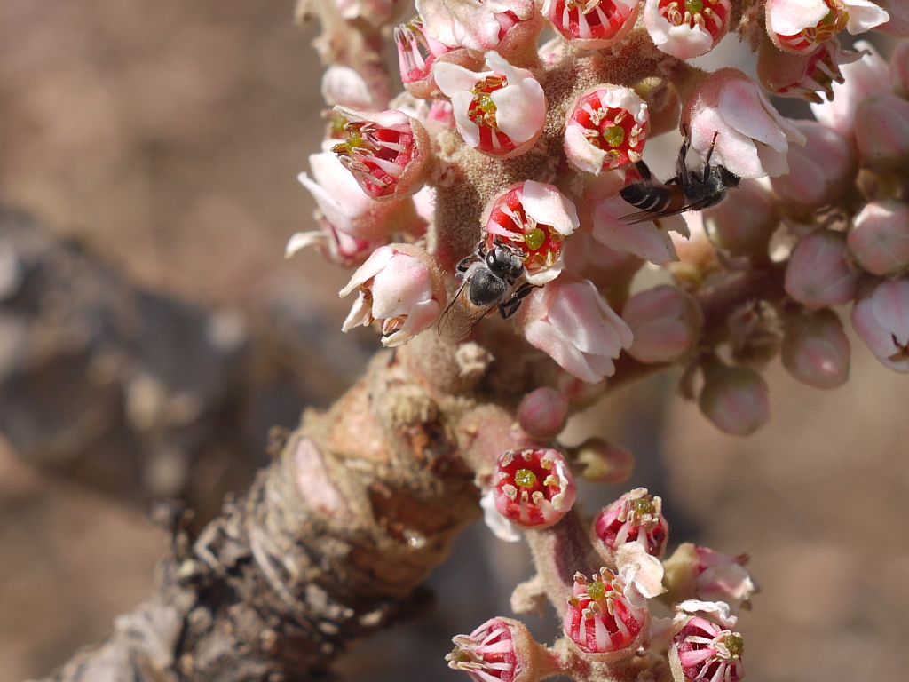 Boswellia serrata - Indian Frankincense