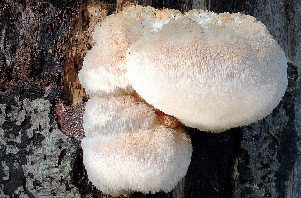 Ever heard of Lion’s Mane Mushrooms?