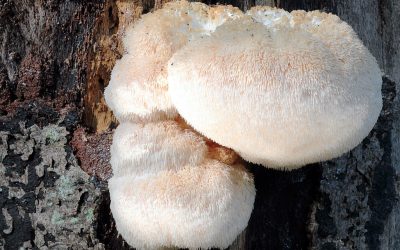 Ever heard of Lion’s Mane Mushrooms?