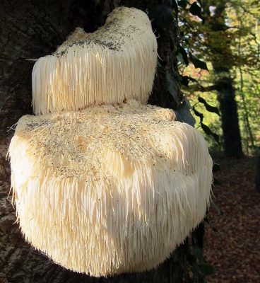 Lion's Mane Mushroom