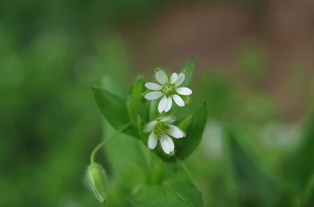 Foraging Chickweed