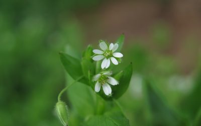 Foraging Chickweed