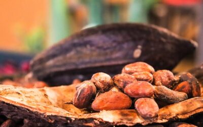 12 amazing superfood properties of Cacao