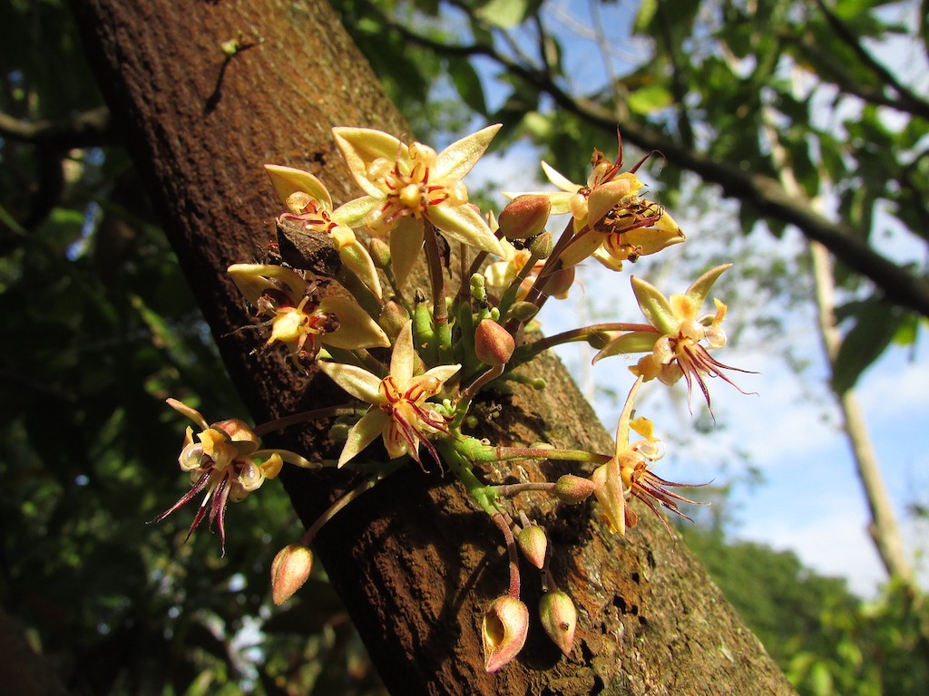 Cocoa Tree Flowers