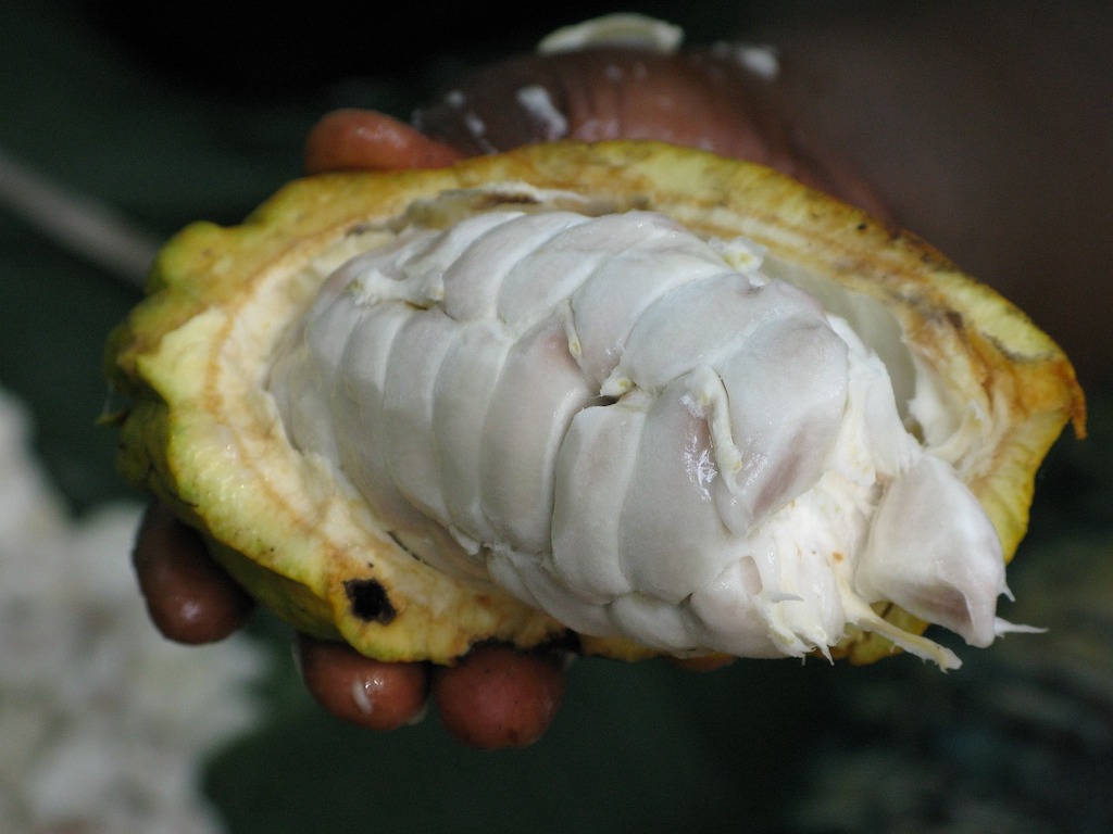 Cocoa pod and seeds