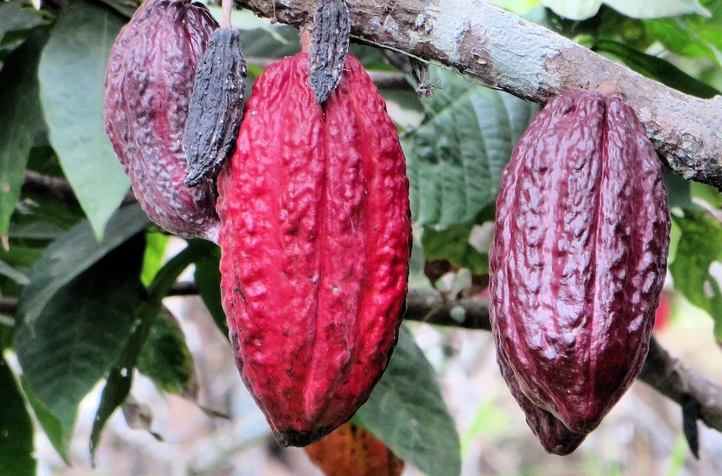 History of the Cocoa Tree- Theobroma cacao