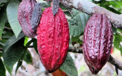 History of the Cocoa Tree- Theobroma cacao