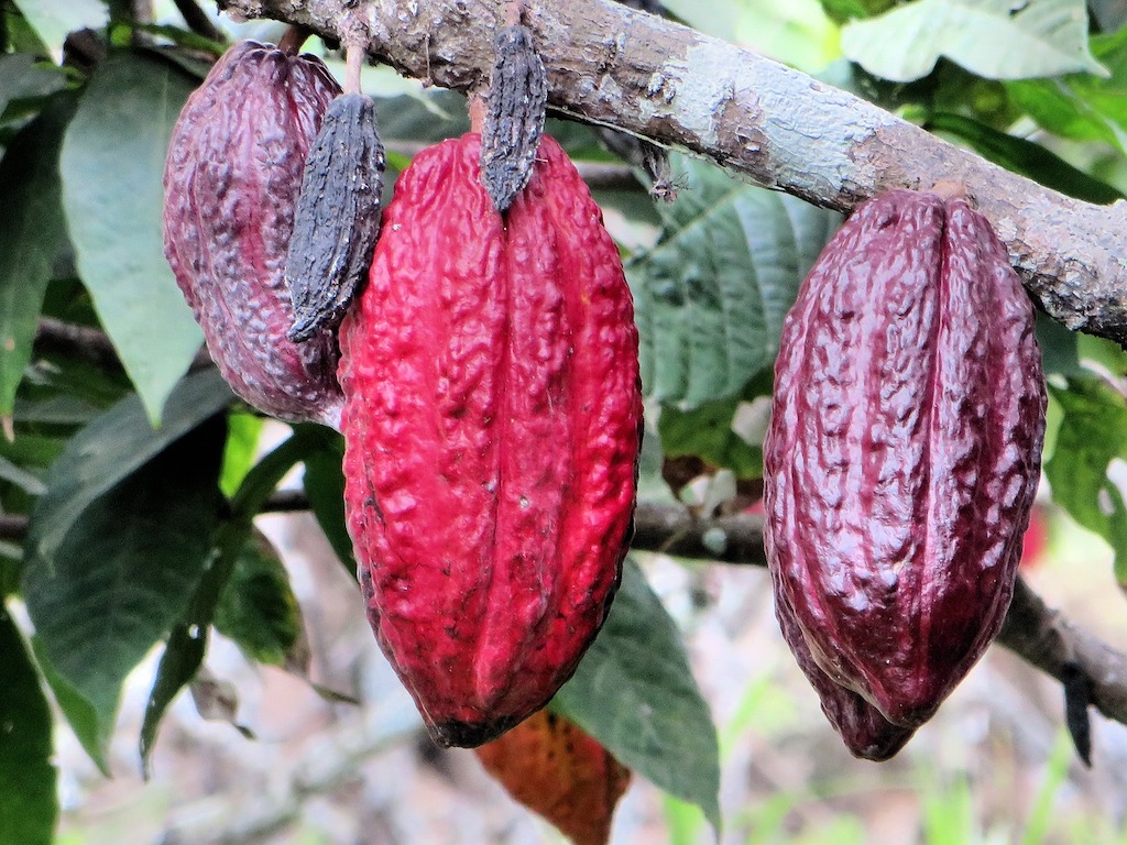 Theobroma Cacao Crops