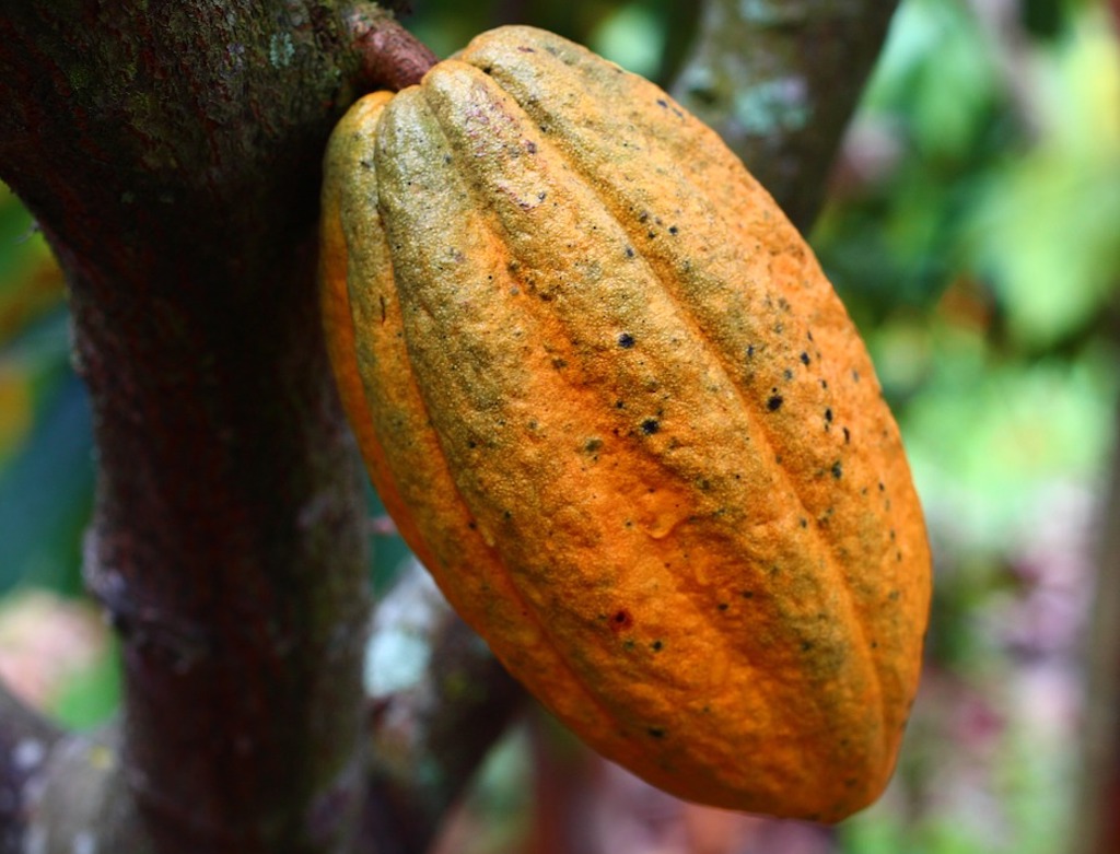 cocoa pod