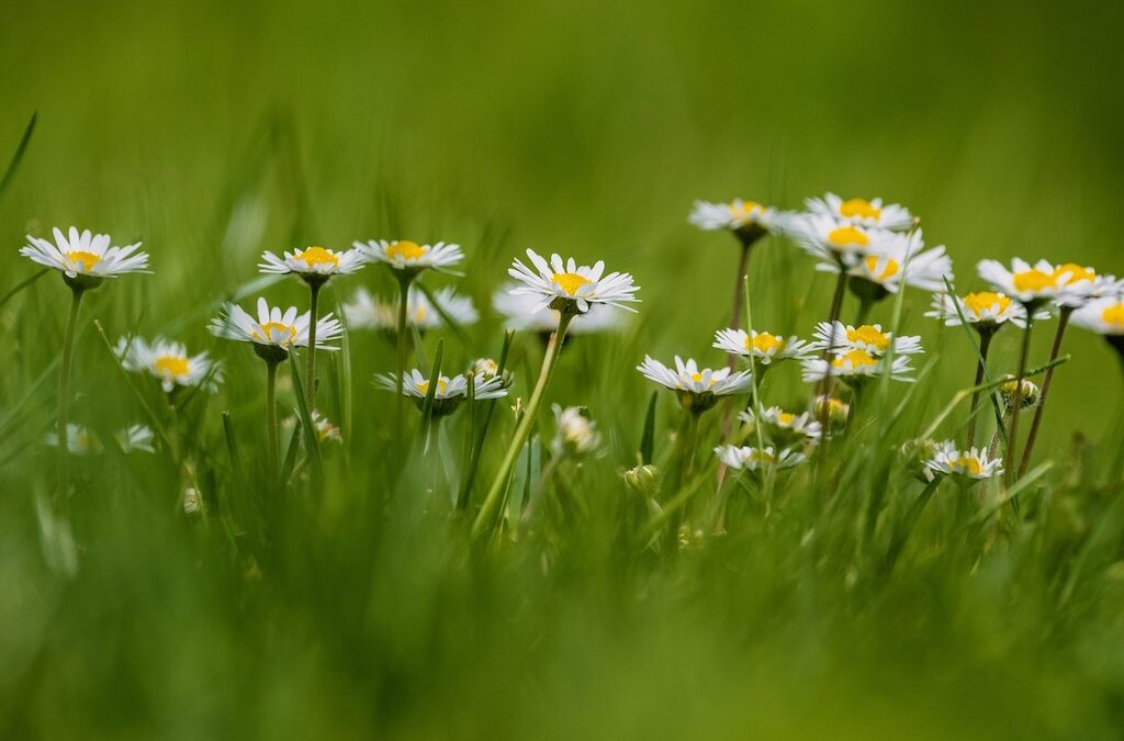 Foraging Daisy (Bellis perennis)