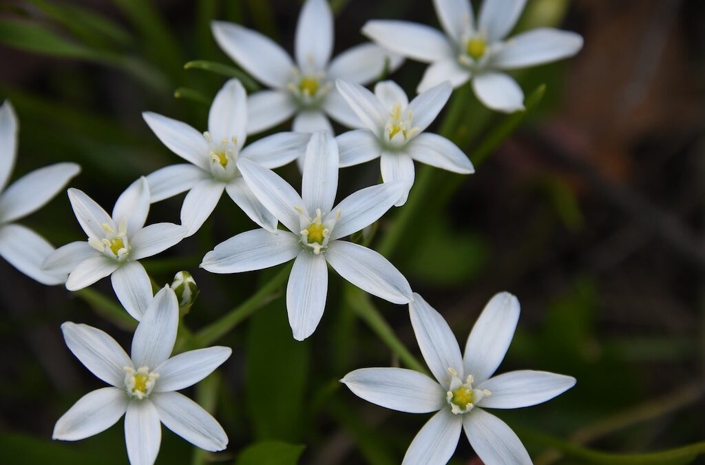 Star of Bethlehem (ornithogalum umbellatum)