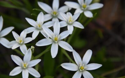 Star of Bethlehem (ornithogalum umbellatum)