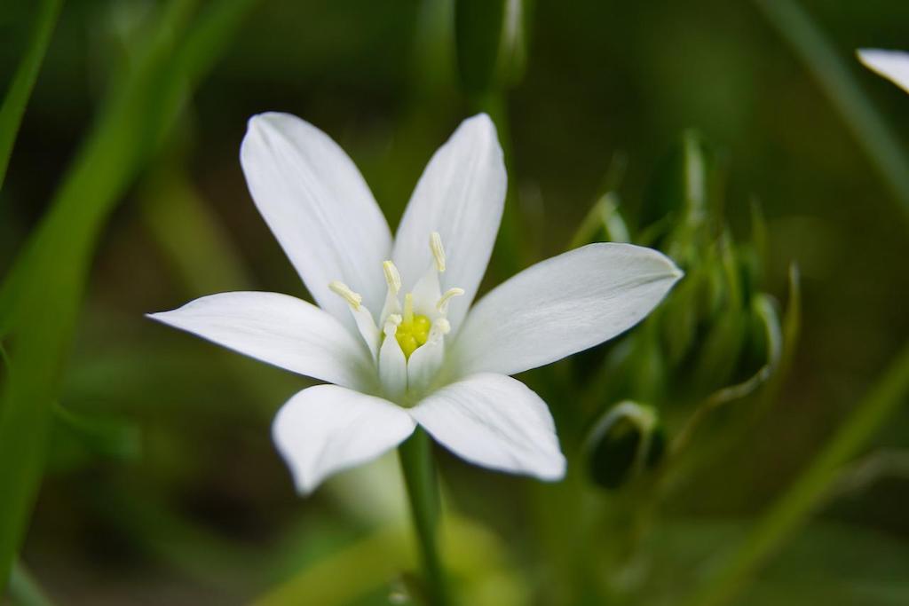 Star of Bethlehem flower