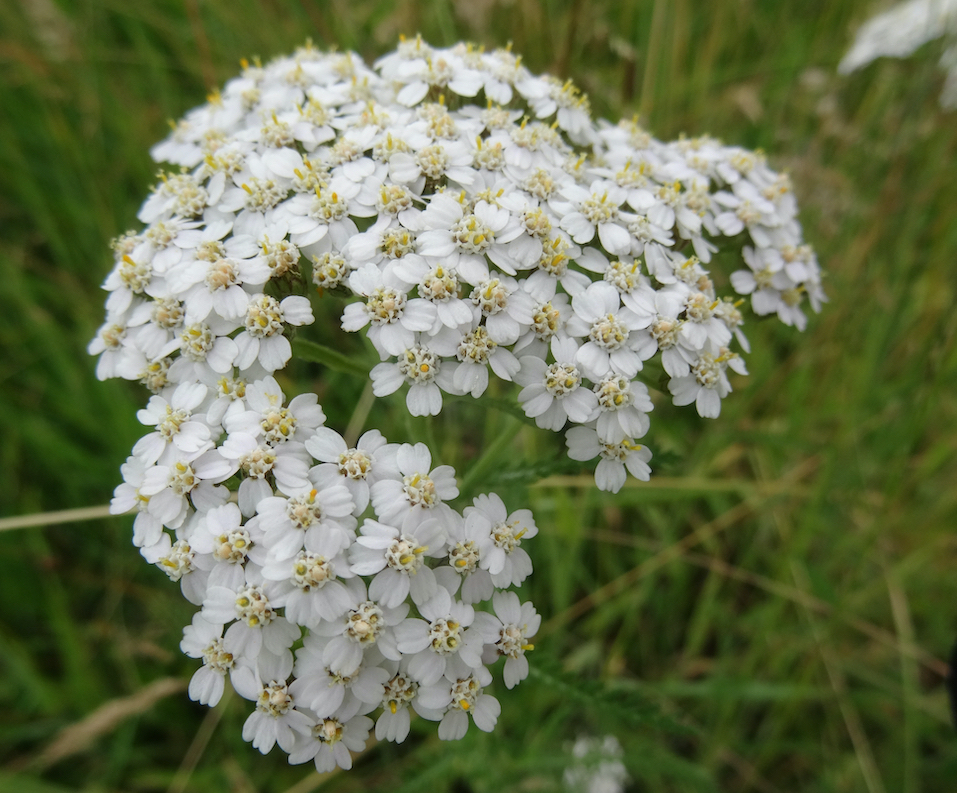 Yarrow - Achillea millefolium