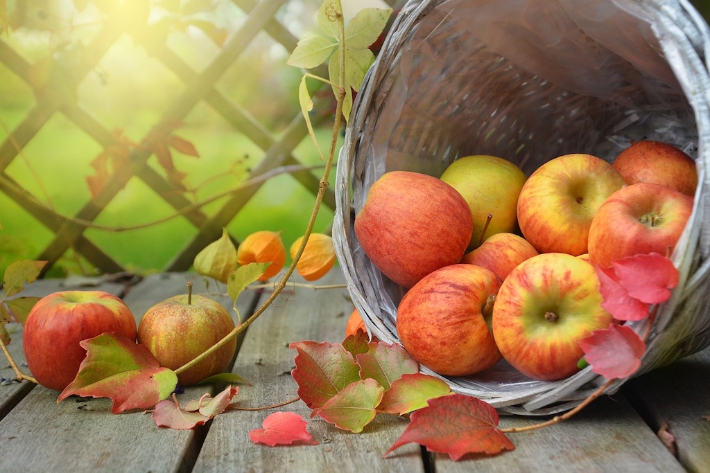 Autumn Equinox - Apples