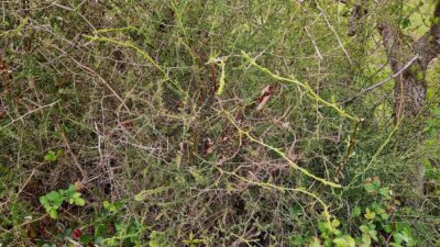 Foraging Wild Asparagus