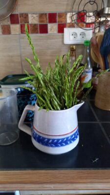 Wild Asparagus Harvest