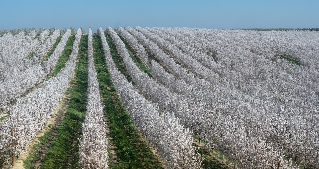 almond-orchard-4884500_1280 Almond orchard in flower