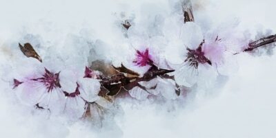 Almond Blossom painting