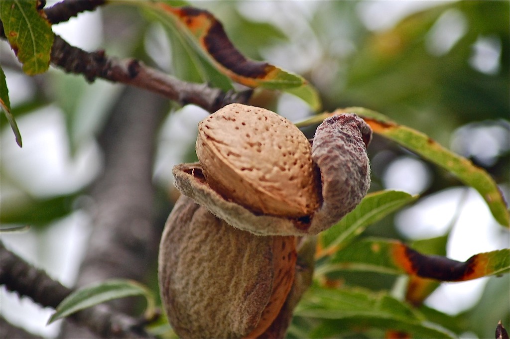 fruits-183412_1280 Almonds in their shell, ripening on the tree