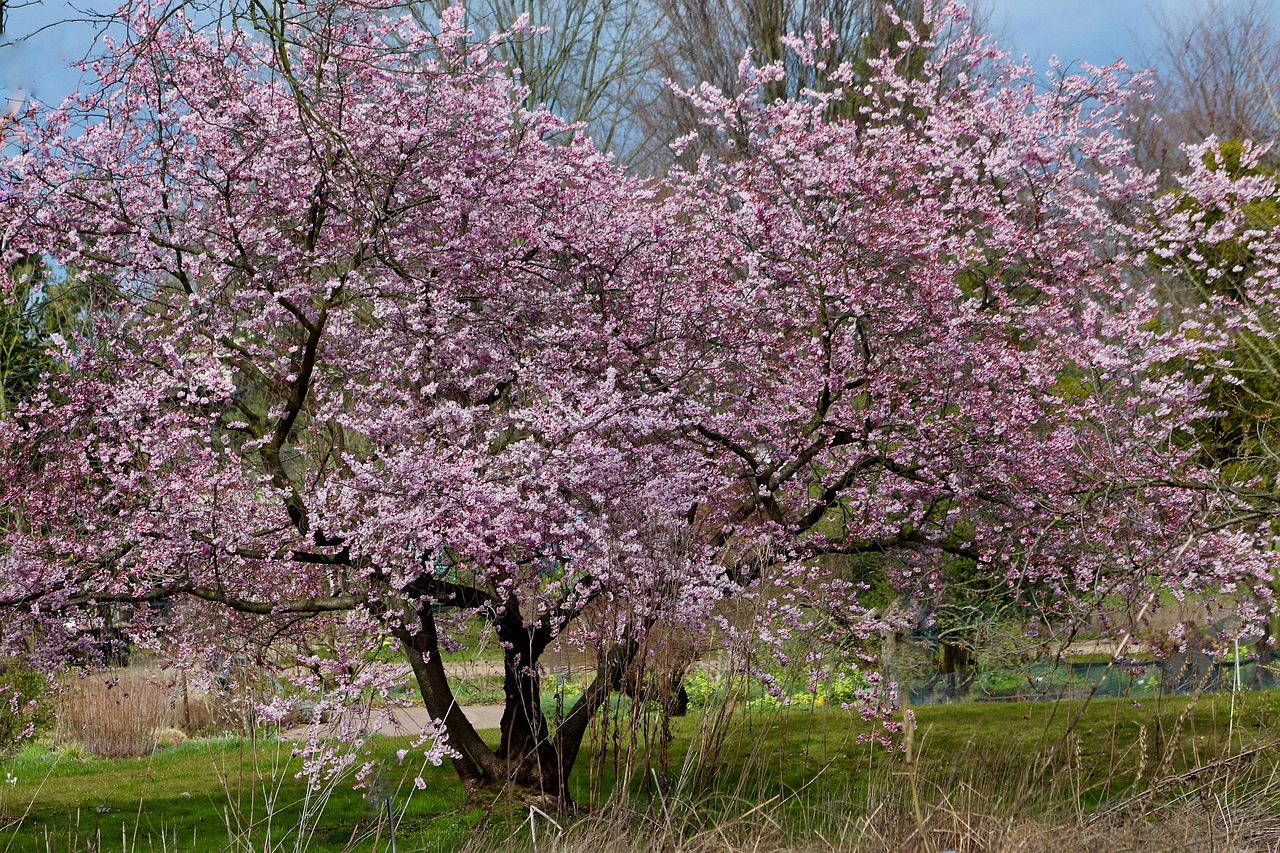 prunus-7862465_1280 Almond Tree in Flower