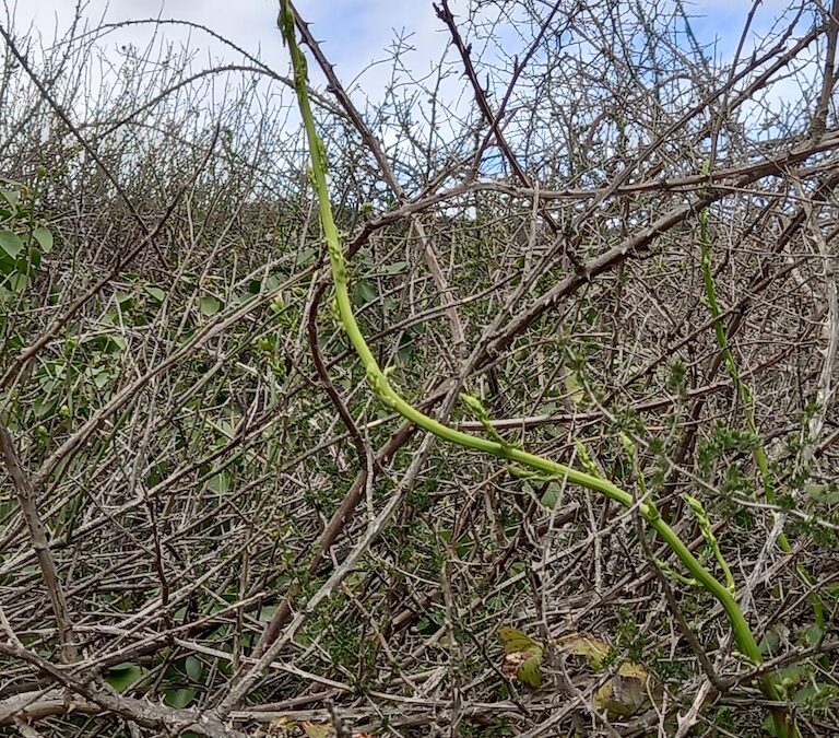 Foraging Wild Asparagus