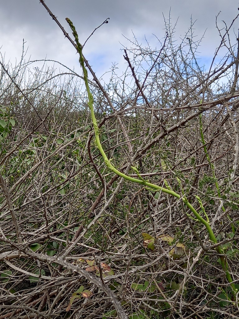 Wild Asparagus snaking through the undergrowth