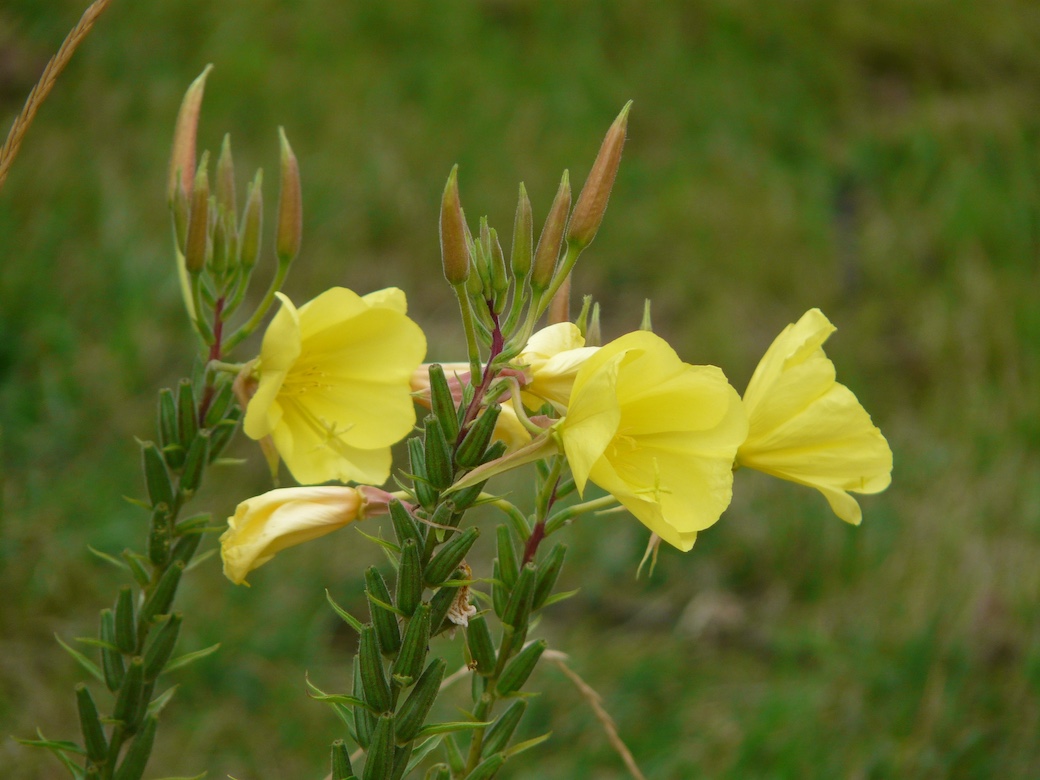 evening_primrose Evening Primrose - Oenothera biennis L.