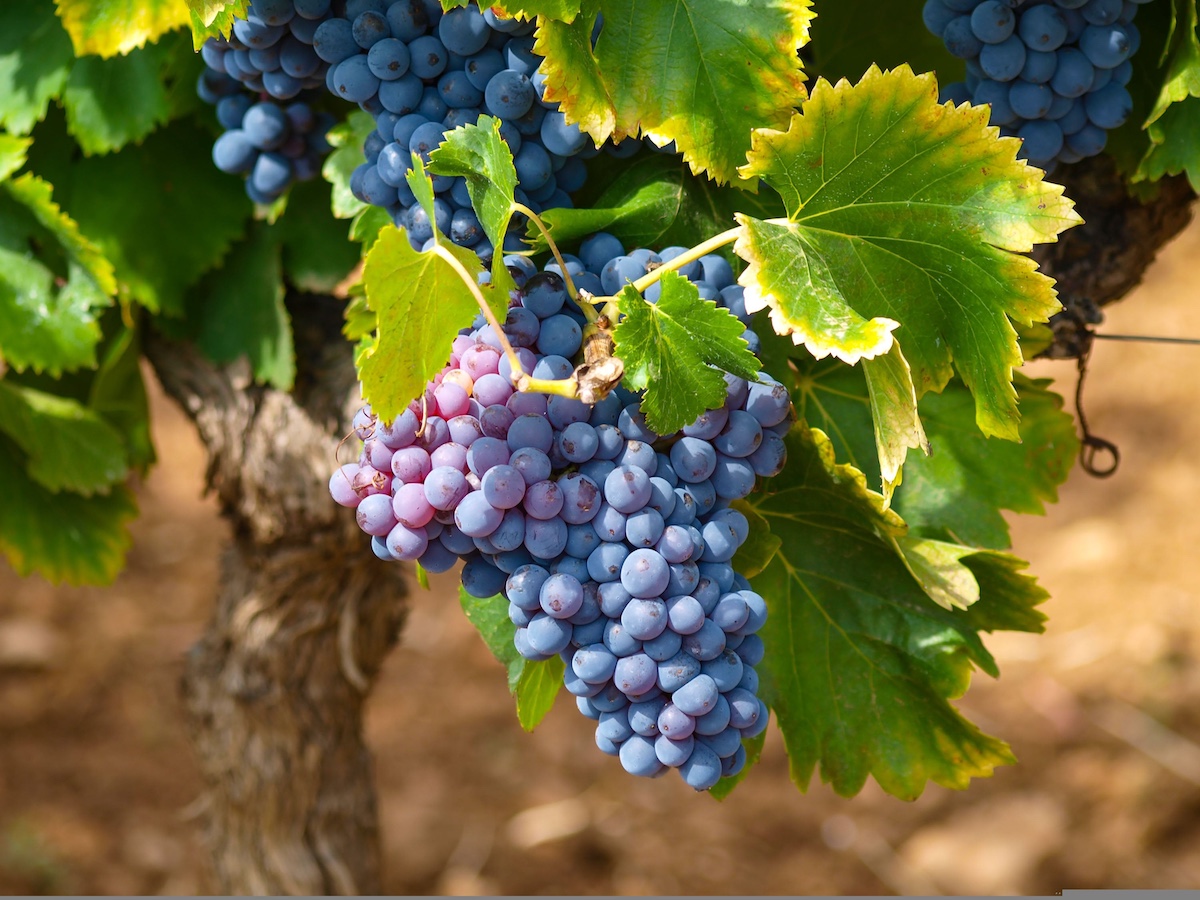 grapes grapes - vitis vinifera
