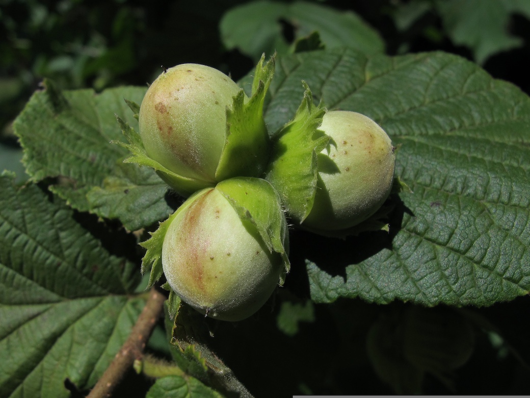 hazelnuts Hazelnut - Corylus avellana L.