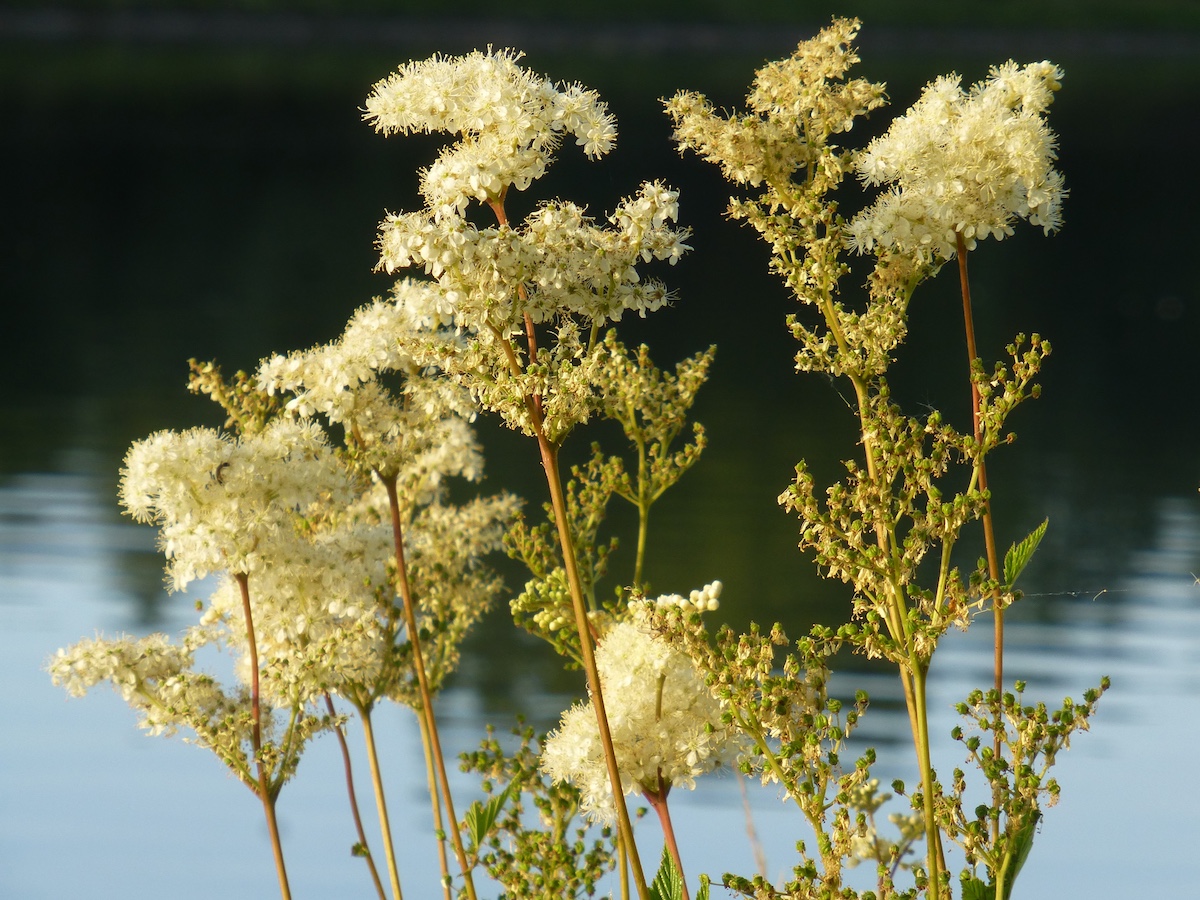 meadowsweet Meadowseet - Filipendula ulmaria