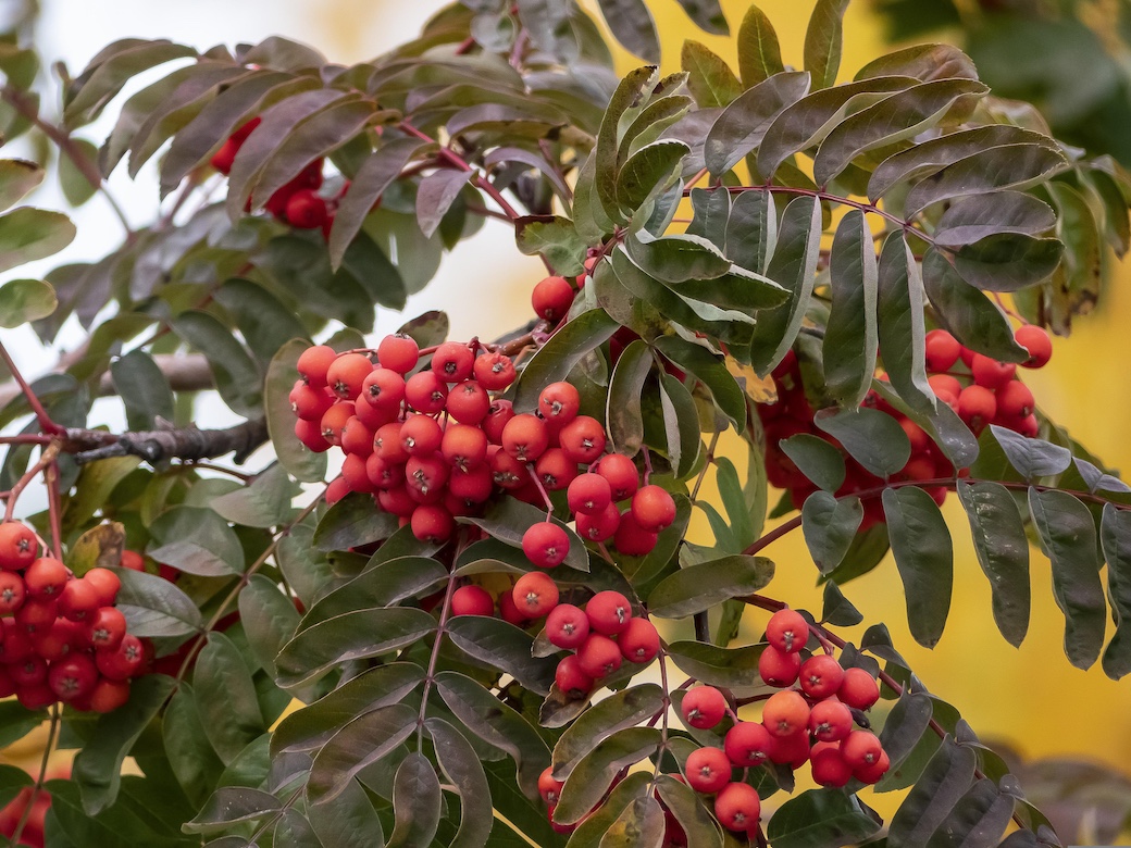 rowan Rowan / Mountain Ash - Sorbus aucuparia L.