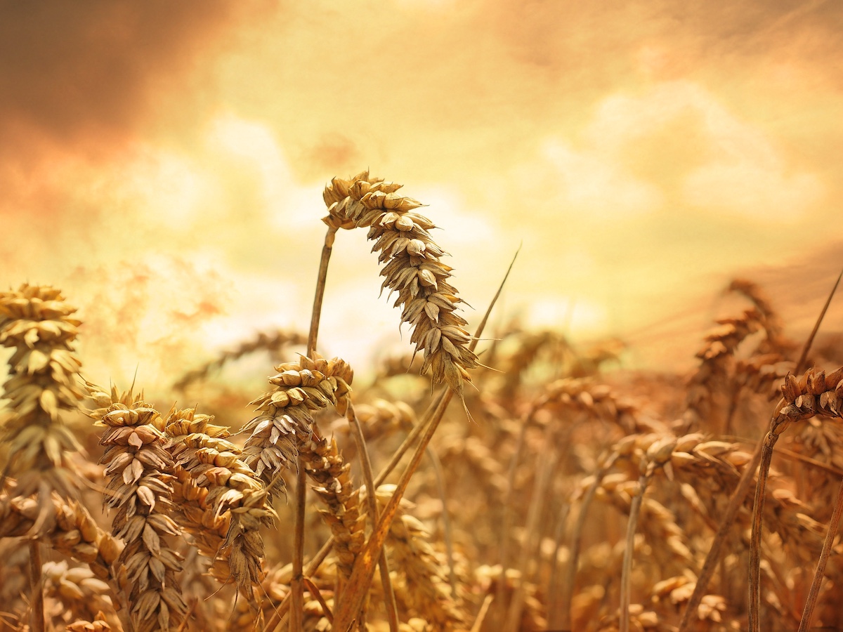 wheat wheat