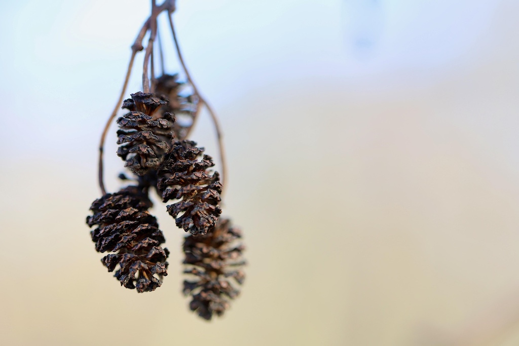 Alder_cones Alder cones