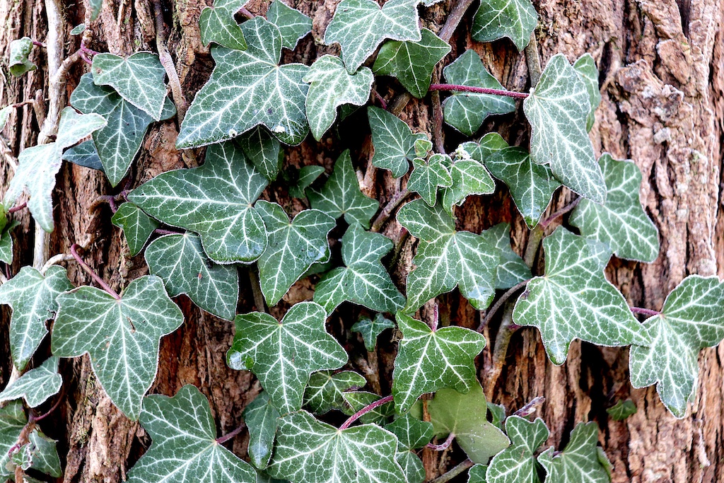 ivy Ivy
