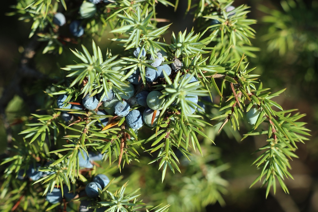 juniper Juniper
